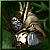 Guard Helmet