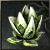 Desert plant