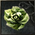 Lettuce